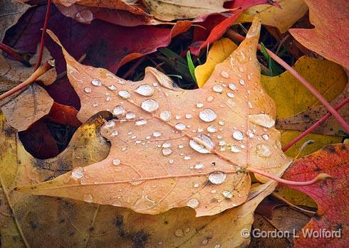 Autumn Raindrops_DSCF02561.jpg - Photographed at Smiths Falls, Ontario, Canada.